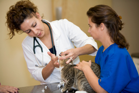 Healthy Choices for Your Pets Include a Reliable Veterinarian