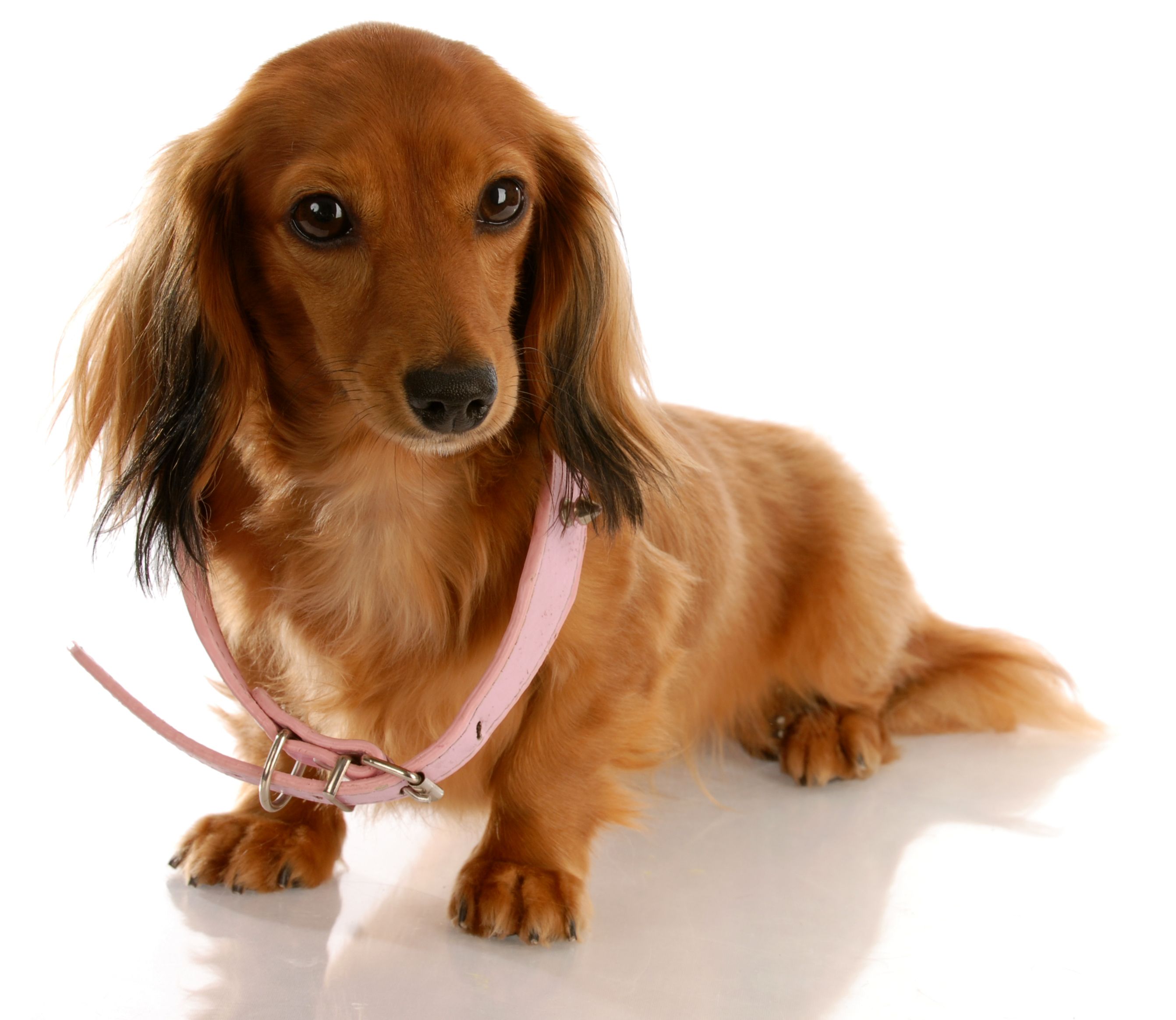 Why Your Furry Friend Needs Puppy Training in Chicago