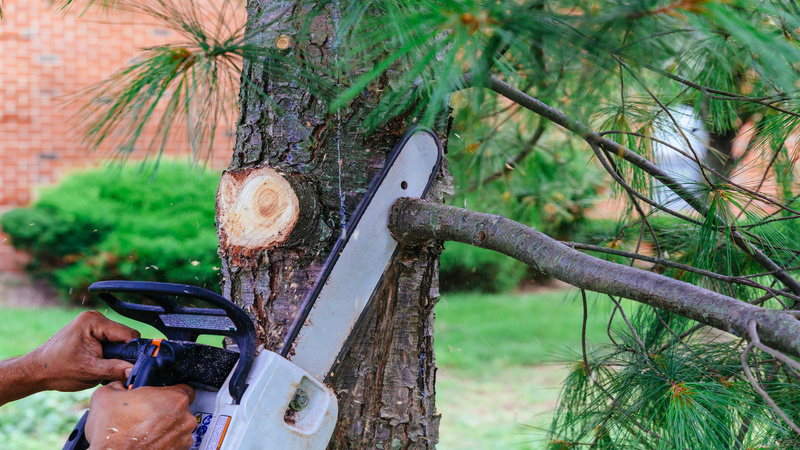 Professional Residential Tree Service in Estero FL