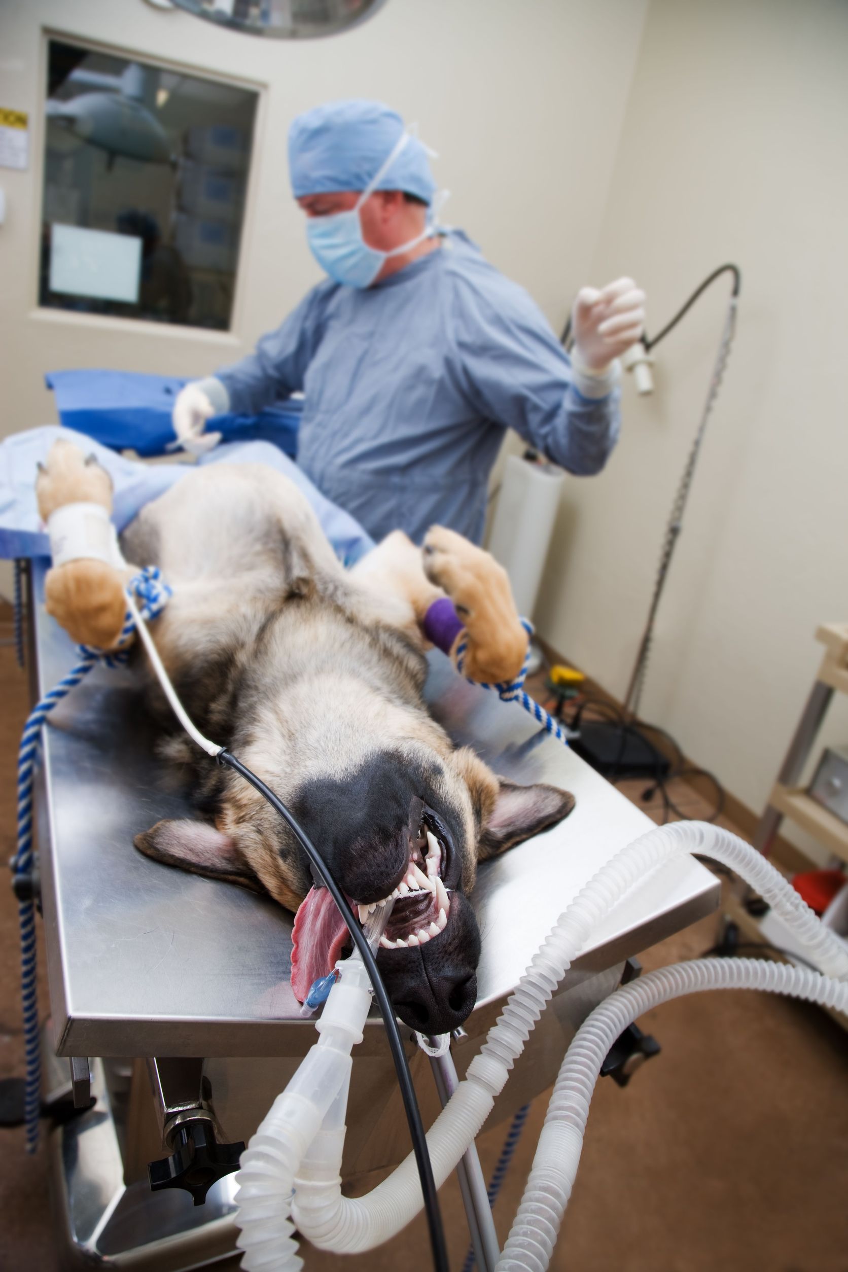 Learn More About Pet Laser Therapy in Alexandria, VA