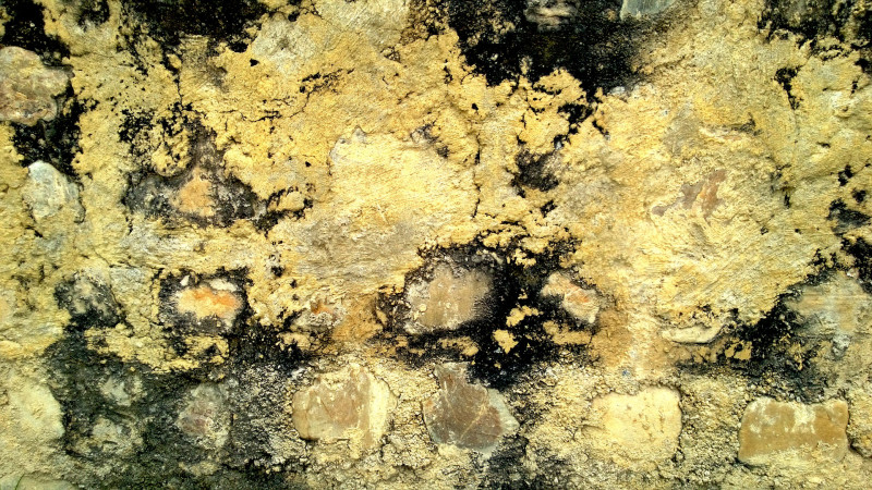 What To Expect From Mold Removal In San Diego