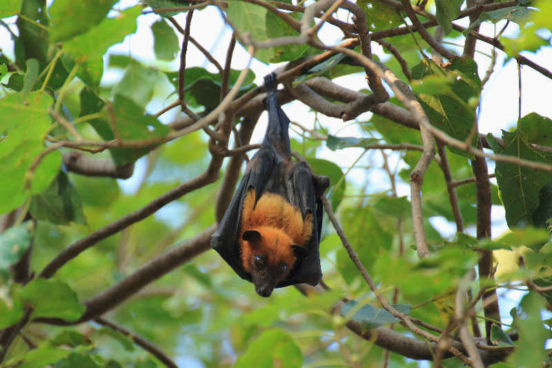 3 Reasons You Shouldn’t Ignore Signs of a Bat Infestation in Columbus, OH