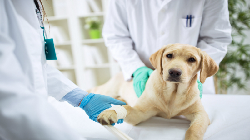 Use a Top Veterinary Service for Pet Surgery in McKinley Park