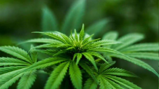 What to Know About Cannabis in Grand Junction