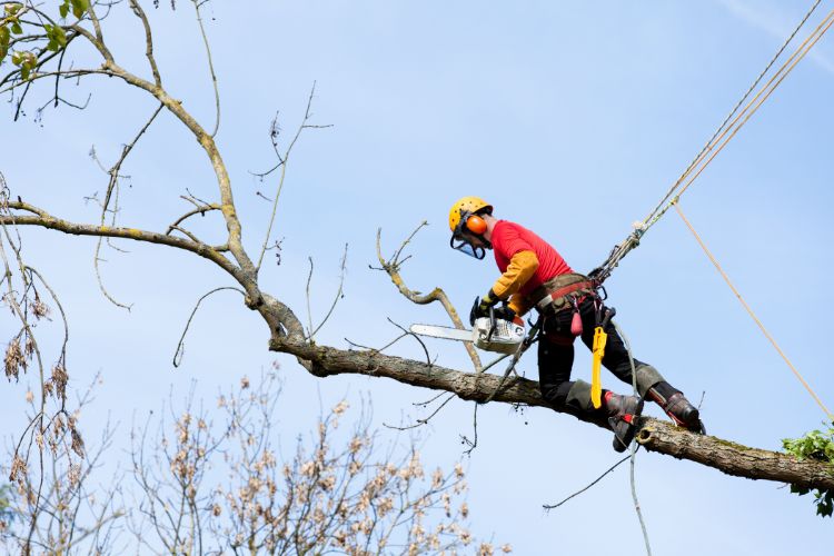 How to Prepare for Tree Trimming in Orange Park, FL