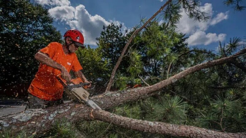 When Is Tree Removal in Atlanta, GA, Necessary?