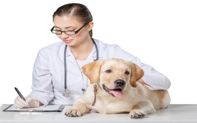 How to Know If Your Dog Needs to Visit a Cardiologist in Sarasota, FL