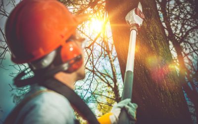 Contact a Professional Tree Service in Griffin, GA, to Take Care of All of Your Needs