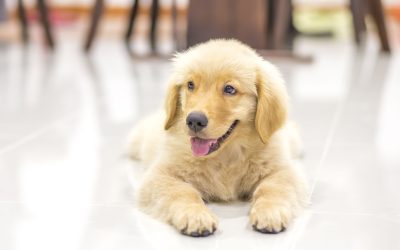 When Should You Take Your Pet to an Emergency Vet in Louisville, KY?