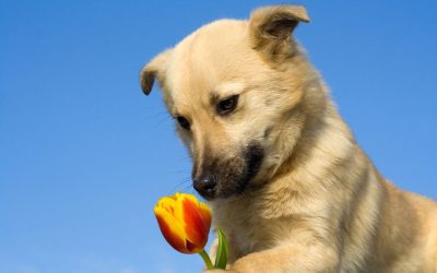 Looking for a meaningful goodbye? discover the best pet cremation service in Utah.