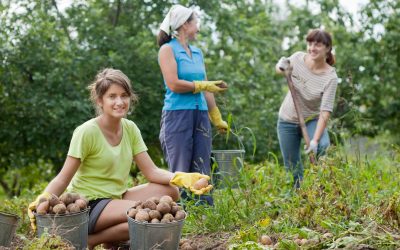 The Increasing Demand for Organic Agricultural Fertilizers in Cedar County, MO