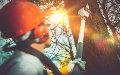 Tree Service in Omaha, NE: Addressing Common Tree Care Challenges Effectively