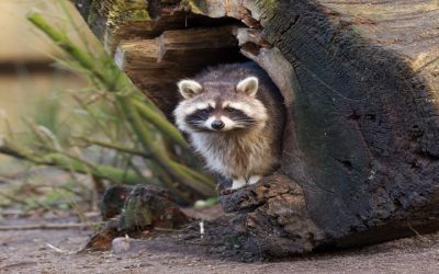 Wildlife Removal in St. Louis, MO: Resolving Animal Intrusions Quickly and Safely