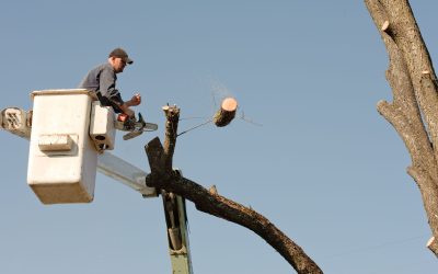 Essential Guide to Emergency Tree Services in Cincinnati, OH